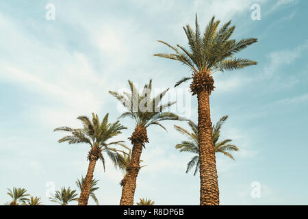 Branches de palmiers dattiers sous ciel bleu. L'agriculture. la culture des plantes ornementales des dattiers. Date palm plantation Banque D'Images