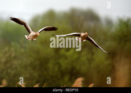 Gray goose (Anser anser) est aux commandes, la faune, Allemagne Banque D'Images
