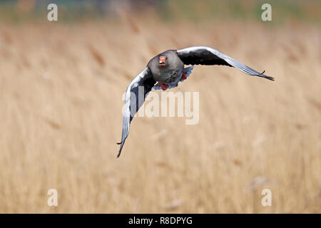 Gray goose (Anser anser) est aux commandes, la faune, Allemagne Banque D'Images