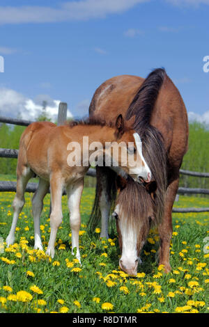 Welsh Mountain Pony Mare avec colt au pâturage d'été, portrait Banque D'Images