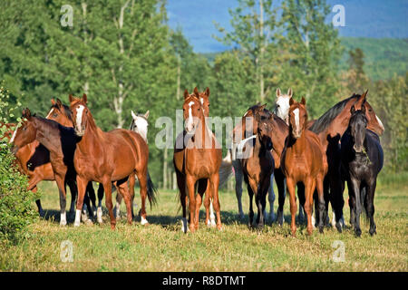 Groupe d'Arabian Horses Standing together in meadow Banque D'Images
