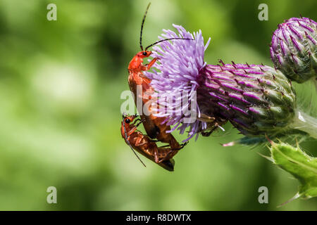 L'accouplement de deux coléoptères solider sur une fleur de chardon pourpre. Banque D'Images