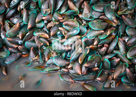 Contexte / coquille de moules moules vertes de pieux pour la vente sur le marché asiatique - fruits de mer moules vertes shell dans le contexte du marché du poisson Banque D'Images