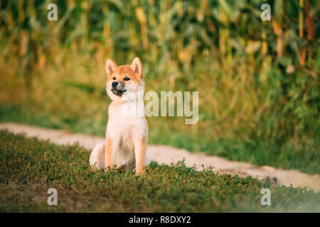 Belle jeune chiot Shiba Inu rouge chien assis en plein air route à travers champ de maïs. Banque D'Images