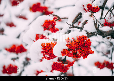 Rowans Fruits Rouges couvertes de neige d'hiver. Le Rowans ou mountain-cendres sont des arbustes ou des arbres dans le genre Sorbus, de la famille des roses, Rosaceae Banque D'Images