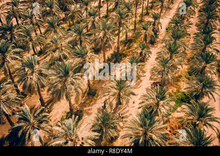 Plantation de dattiers Vue de dessus, vue aérienne.. Les Dattiers ont une place importante dans l'agriculture désert avancée au Moyen-Orient. Contexte de l'e Banque D'Images