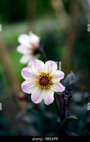 Dahlia bishop of Dover,dahlias blancs et lilas,fleurs,fleurs,fleurs,son feuillage foncé,Floral RM Banque D'Images