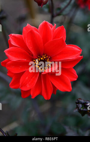 Évêque de llandaff dahlia dahlias,fleurs,fleurs,rouge,son feuillage foncé,fleurs,Fleurs RM Banque D'Images