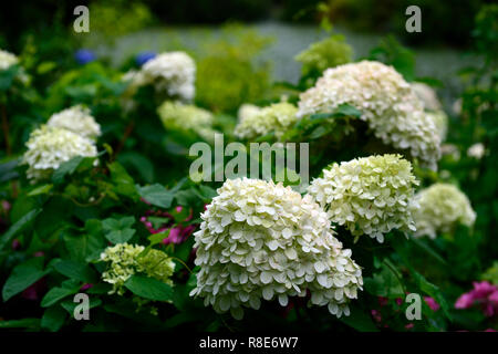 Hydrangea paniculata limelight,fleurs,fleurs,fleurs,blanc ,de l'ombre, l'ombre ,ombragé ,jardin ,le jardinage ,Floral RM Banque D'Images