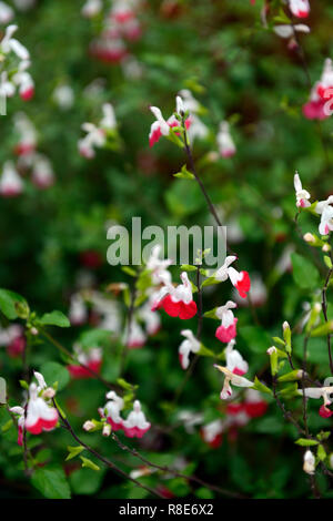 Salvia microphylla Hot lips,Sage,sages,sauges,rouge,blanc,feuillage parfumé,RM,Floral Banque D'Images