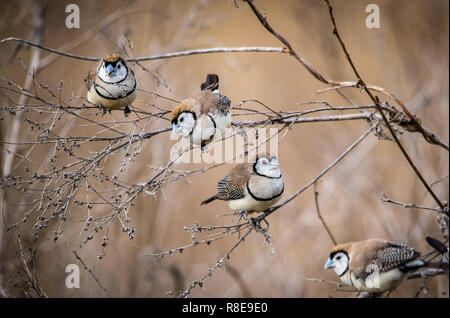 Groupe d'alimentation double de prescription des pinsons sur les herbes folles dans le bush australien Banque D'Images