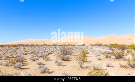 Désert de Mojave avec dunes de sable sur l'horizon. Terre préservée de la belle nature en Californie, USA. Banque D'Images