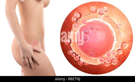 Illustration d'une femme enceinte avec utérus visible et d'ovule. Banque D'Images