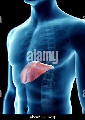 Illustration d'un foie de l'homme. Banque D'Images