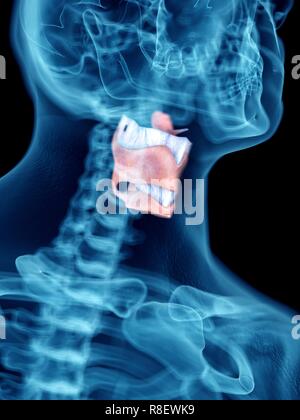 Illustration d'un larynx de l'homme. Banque D'Images