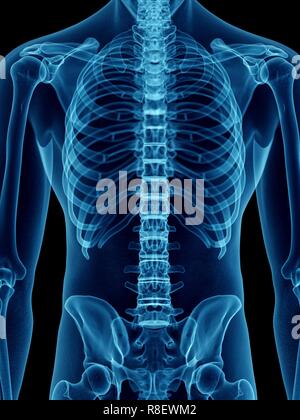 Illustration d'un retour du squelette. Banque D'Images