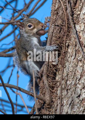 La Louisiane, un écureuil gris Sciurus carolinensis, a l'air d'appréhension qu'il grimpe dans un arbre tout en portant une noix dans sa bouche. Banque D'Images