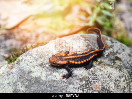 Sur le rocher de la salamandre / faune salamandre crocodile reptile orange et noir tacheté animaux rares sur la forêt tropicale de haute montagne - autres noms salaman Banque D'Images