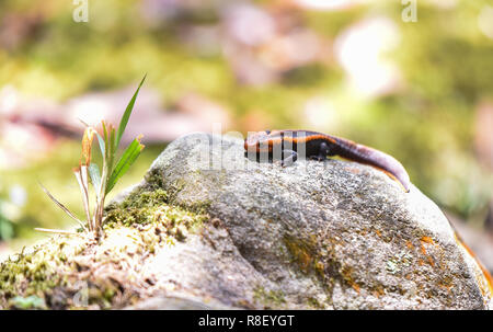 Sur le rocher de la salamandre / faune salamandre crocodile reptile orange et noir tacheté animaux rares sur la forêt tropicale de haute montagne - autres noms salaman Banque D'Images