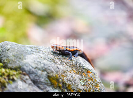 Sur le rocher de la salamandre / faune salamandre crocodile reptile orange et noir tacheté animaux rares sur la forêt tropicale de haute montagne - autres noms salaman Banque D'Images