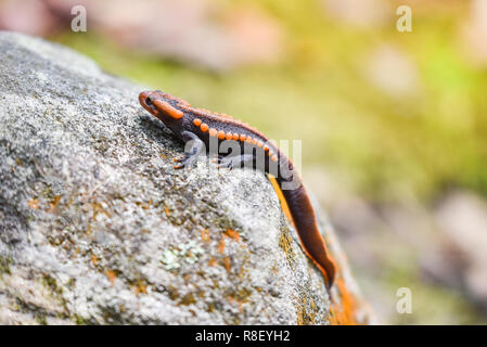 Sur le rocher de la salamandre / faune salamandre crocodile reptile orange et noir tacheté animaux rares sur la forêt tropicale de haute montagne - autres noms salaman Banque D'Images