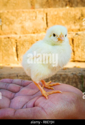 Chick dans la main / cute little baby chick permanent jaune en main le matin à la ferme de volailles oeufs de poulet Banque D'Images