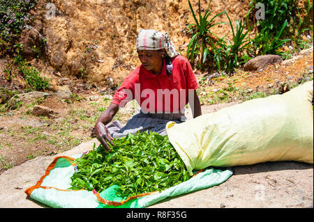 Une plantation de thé femme trie le travailleur récolte tous les jours, avant la pesée et le séchage. Femme assise inspecte à la main une pile de feuilles de thé vert vif. Banque D'Images