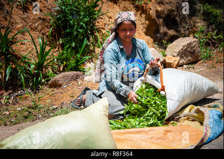 Une plantation de thé femme trie le travailleur récolte tous les jours, avant la pesée et le séchage. Femme assise inspecte à la main une pile de feuilles de thé vert vif. Banque D'Images