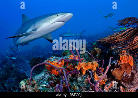 Les requins de récif des Caraïbes (Carcharhinus perezi) nager sur un récif de corail, Grand Bahama, Bahamas Banque D'Images