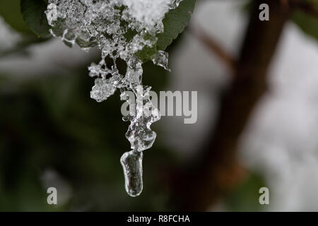 Brunch avec Bush les petites feuilles vertes humides couvertes de glace et de glaçons suspendus sur floue lumineuse sunny abstract copie espace arrière-plan. Accueil Carte postale Banque D'Images