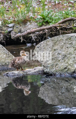 Petit Canard avec clair reflet dans l'eau à l'étang de Banque D'Images