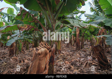 Plantation de bananes à Tenerife, Îles Canaries saison hiver Banque D'Images