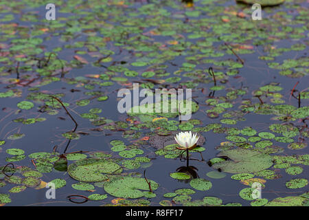 Floraison blanche en nénuphar bleu profond de l'eau étang Banque D'Images