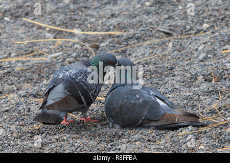 Une autre alimentation pigeon un pigeon sur le gravier Banque D'Images