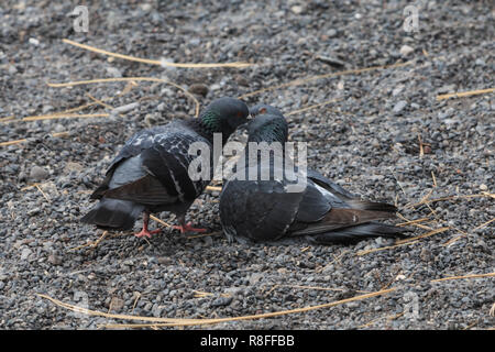 Une autre alimentation pigeon un pigeon sur le gravier Banque D'Images