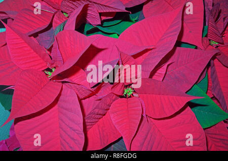 Poinsettia (Euphorbia pulcherrima) close-up Banque D'Images