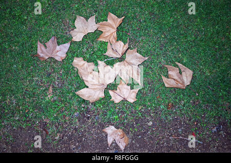Feuilles d’automne Banque D'Images