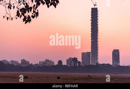 Bergers indiens avec leurs chèvres domestiques au sol de Maidan donnant sur les immeubles de grande hauteur à Kolkata, Inde. Banque D'Images