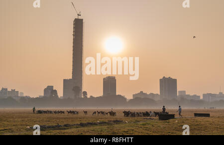 Bergers indiens avec leurs chèvres domestiques au sol de Maidan donnant sur les immeubles de grande hauteur à Kolkata, Inde. Banque D'Images