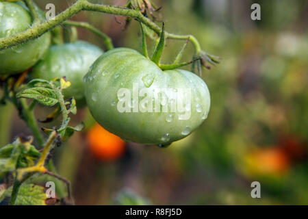 Matières Les tomates biologiques, cultivés dans le jardin à l'ancienne Banque D'Images