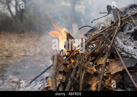 Feuilles de gravure à l'automne, en place pour le printemps Banque D'Images