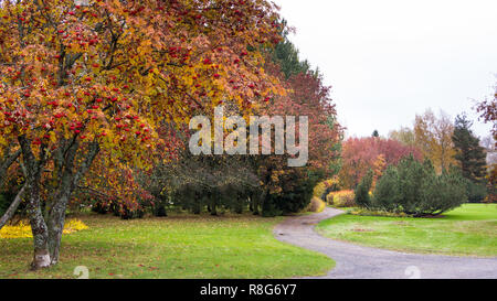 Chemin à travers les arbres berry rowan à Helsinki, Finlande Banque D'Images