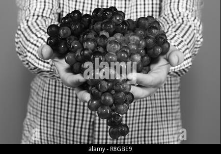 Agriculteur en chemise à carreaux montre sa récolte. Homme mains tiennent tas de raisins mûrs sur fond bleu. Vinification et récoltes d'automne concept. Palms vignerons plein de raisin pourpre Banque D'Images