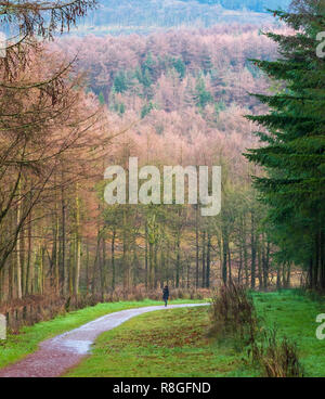 Seule femme chien Marche à Macclesfield Forest sur sentier menant à Shutlingsloe Banque D'Images