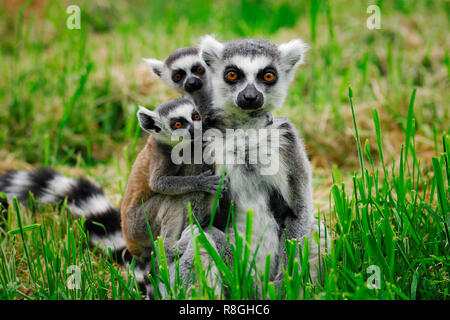 Untitled Document bague portrait de mère et bébé assis dans l'herbe regardant viewer Banque D'Images