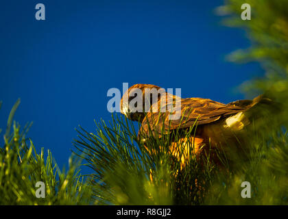 Red-Tailed Hawk sitting in a tree Banque D'Images