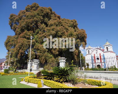 Célèbre cyprès avec stoutest tronc et église sur la place principale de Santa Maria del Tule au Mexique dans la ville de Oaxaca, État avec ciel bleu clair en 201 Banque D'Images