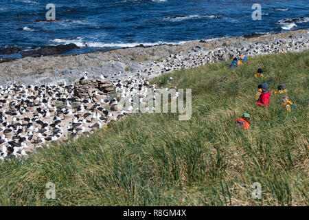 Royaume-uni, Îles Falkland, îles Malouines, Jason West, Steeple Jason. Haut de l'épaule de l'herbe épaisse à l'habitat le long du bord de la grandes Banque D'Images