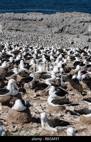 Royaume-uni, Îles Falkland, îles Malouines, Jason West, Steeple Jason. Plus grande colonie d'albatros à sourcils noirs dans les Malouines. Banque D'Images