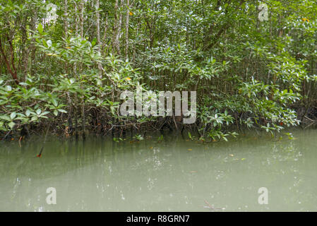 Forêt de mangroves tropicales en été en Thaïlande le long de la côte dans la baie de Phangnga, parc national de l'environnement, relaxation, voyage, voyage, saison et c Banque D'Images